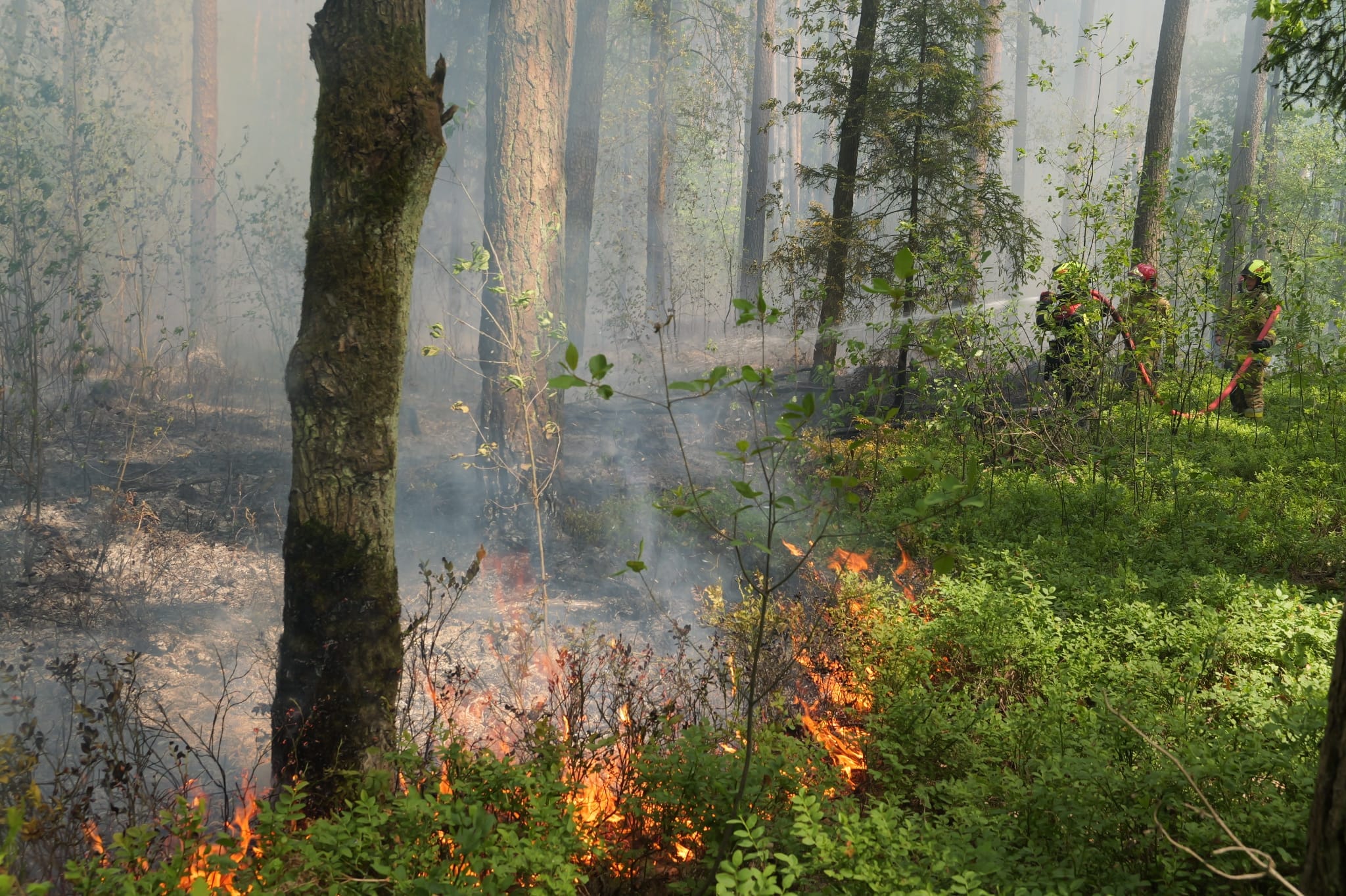 Pożar lasu w Snochowicach