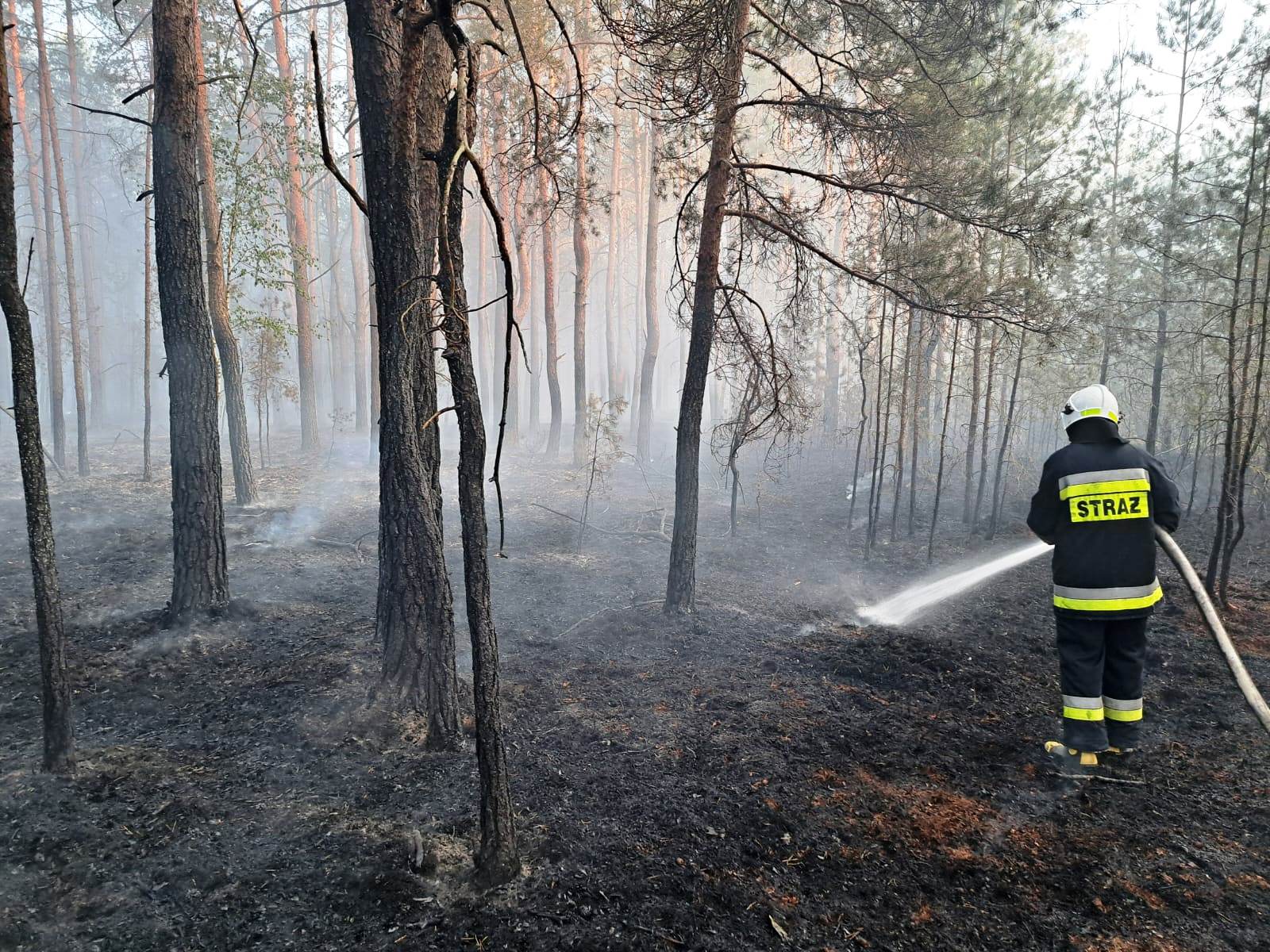 Pożar w gminie Tuczna. Ponad 60 zastępów w akcji